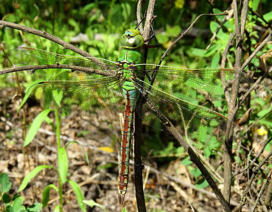 anax imperator, emperor dragonfly, blue emperor, insect, face, HD wallpaper