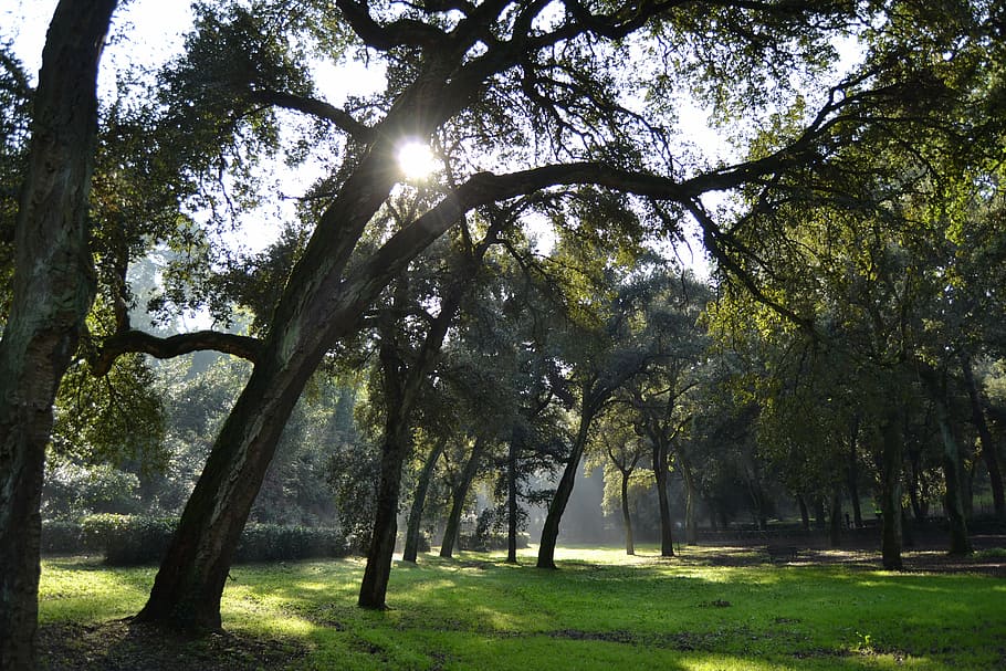 forest, oak forest, sun, branches, park, meditation, tree, plant HD wallpaper