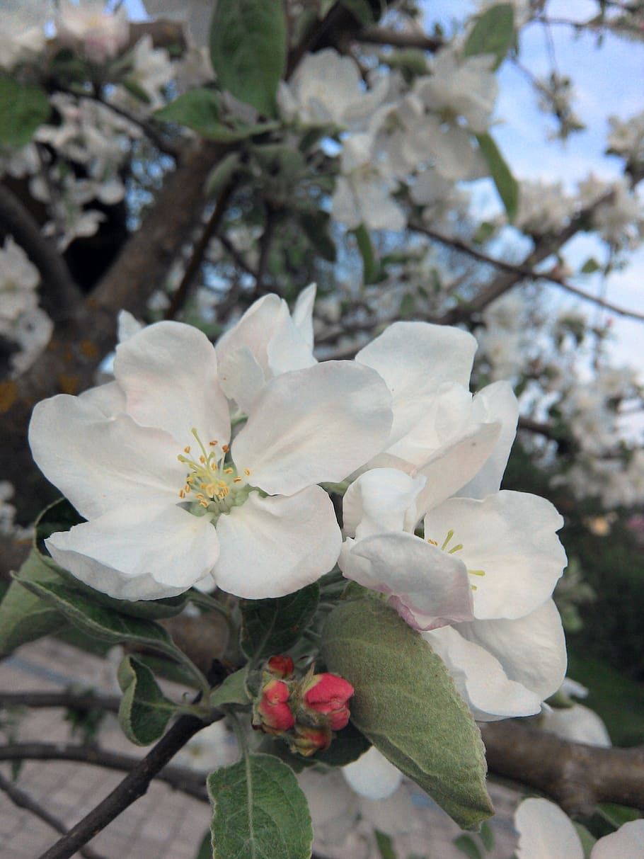 spring, apple tree blossom, white, flowering plant, growth HD wallpaper