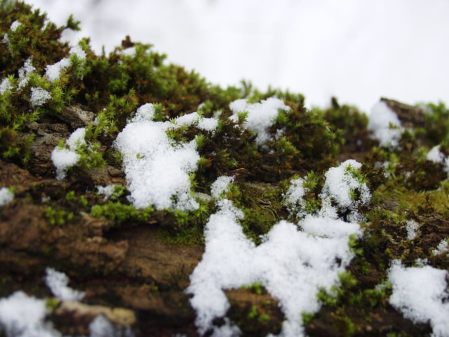 snow, moss, log, winter, cold, white, cold temperature, plant HD wallpaper