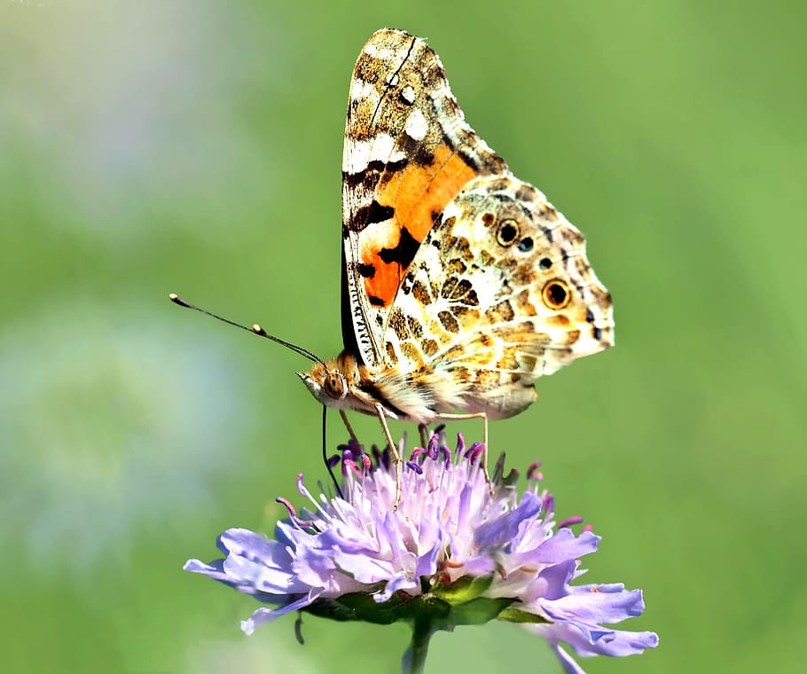 insect, nature, live, animal themes, animal wildlife, one animal HD wallpaper