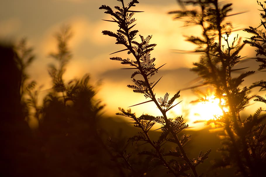 Tree With Sunset View, clouds, dawn, dusk, evening, nature, plant HD wallpaper