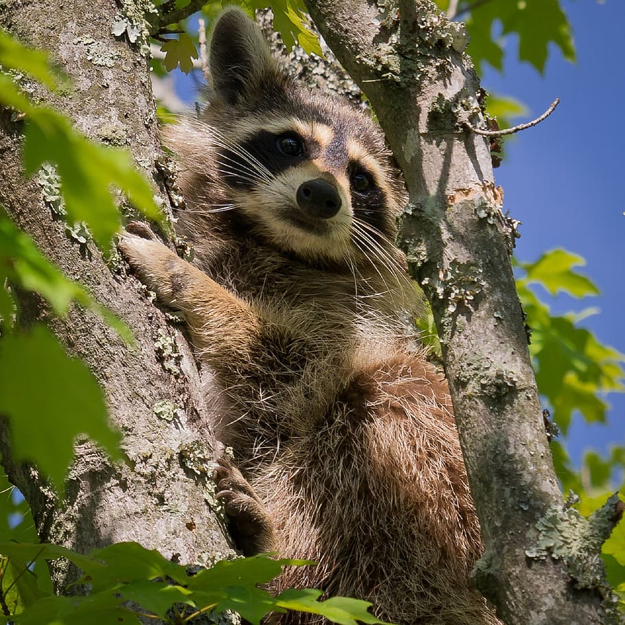 brown raccoon on tree, face, close, animal, nature, wildlife HD wallpaper