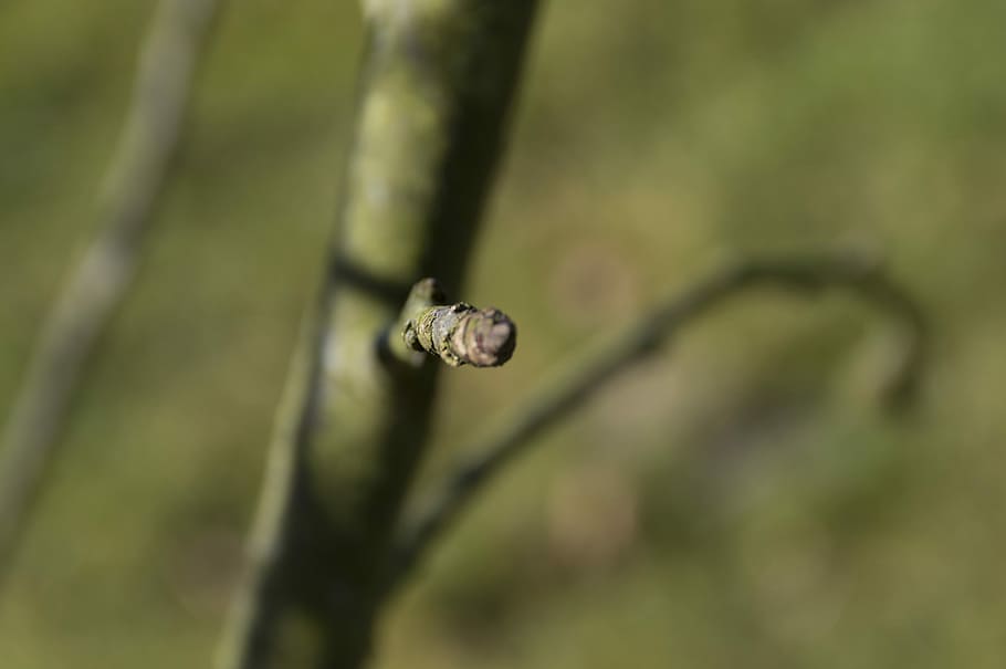 Button, Green, Spring, Nature, Forest, tree, branch, bloom HD wallpaper