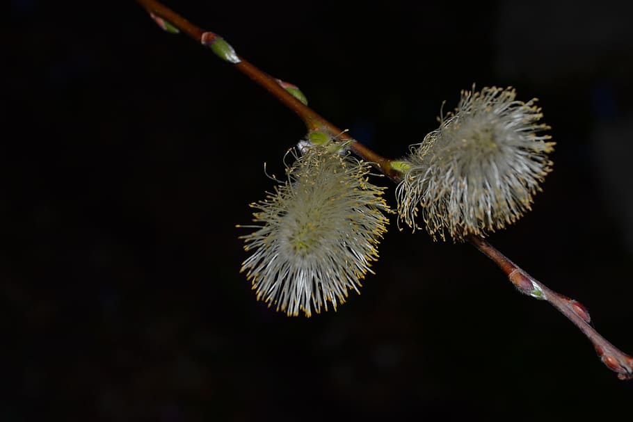 flower, willow, spring, close-up, plant, freshness, no people HD wallpaper