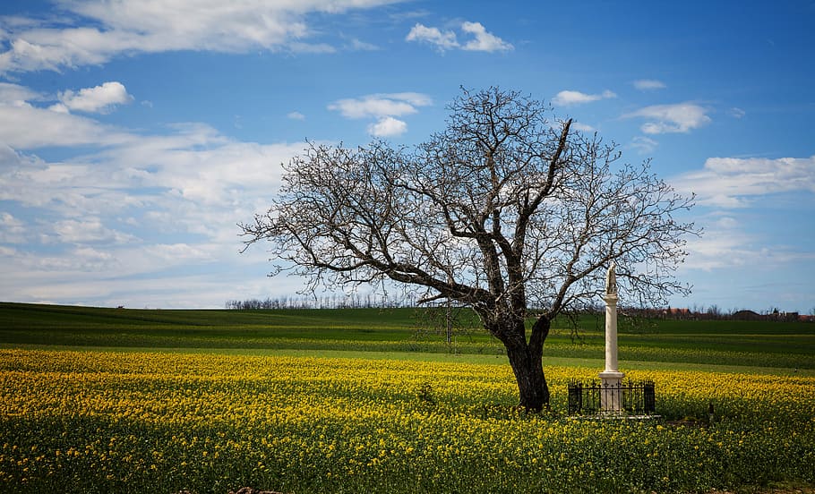 wood, rape, statue, nature, sky, blue, cloud, green, field HD wallpaper
