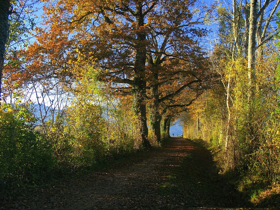 leaves, forest, path, autumn, tree, foliage, light, season HD wallpaper
