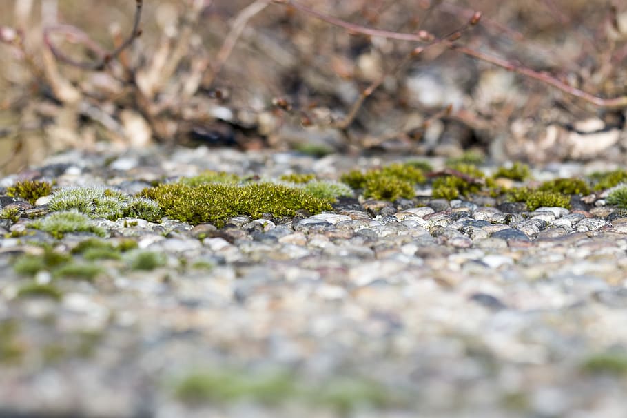 Spring, Moss, Nature, Close, selective focus, no people, outdoors HD wallpaper