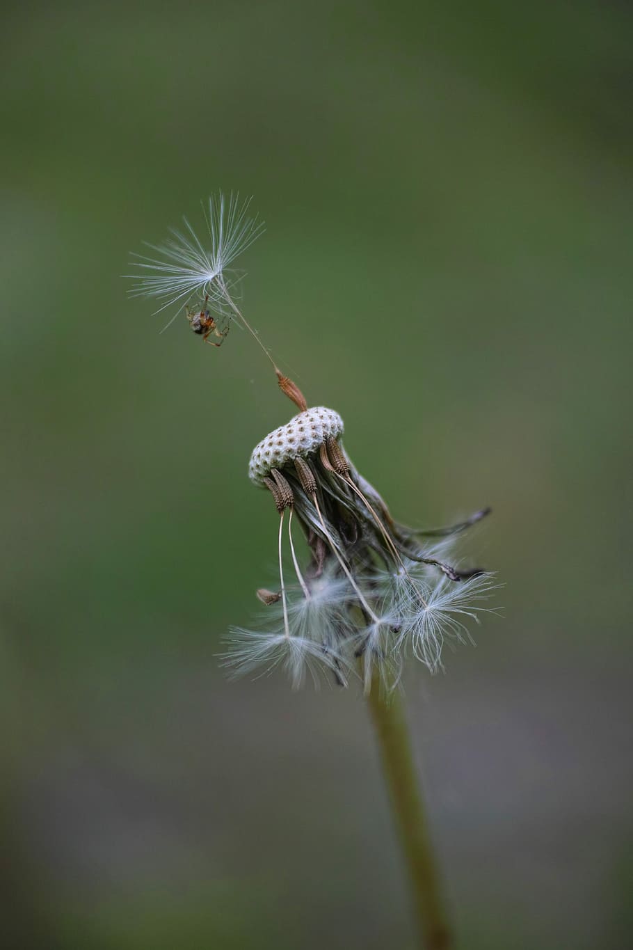 Flower, Dandelion, Garden, Spring, Plant, macro, summer, beautiful HD wallpaper