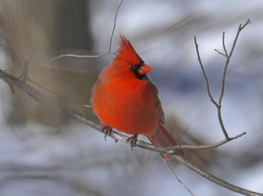 red Cardinal bird on tree branch close up focus photography HD wallpaper