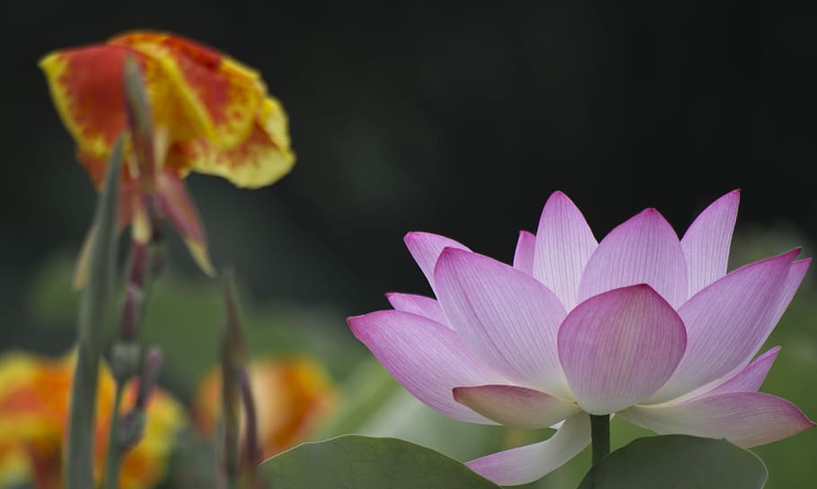 Lotus, Good, Nice, flower, petal, flower head, fragility, beauty in nature HD wallpaper