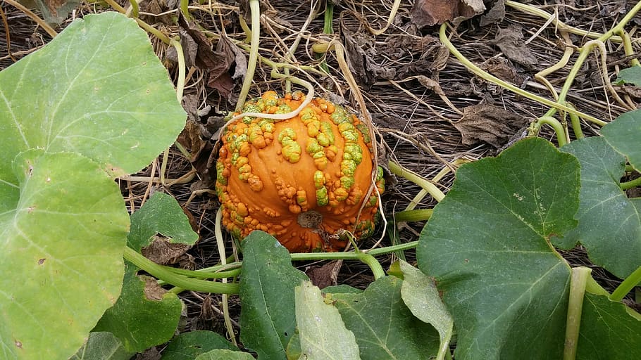 pumpkin patch, fall, autumn, orange, harvest, leaf, plant part HD wallpaper