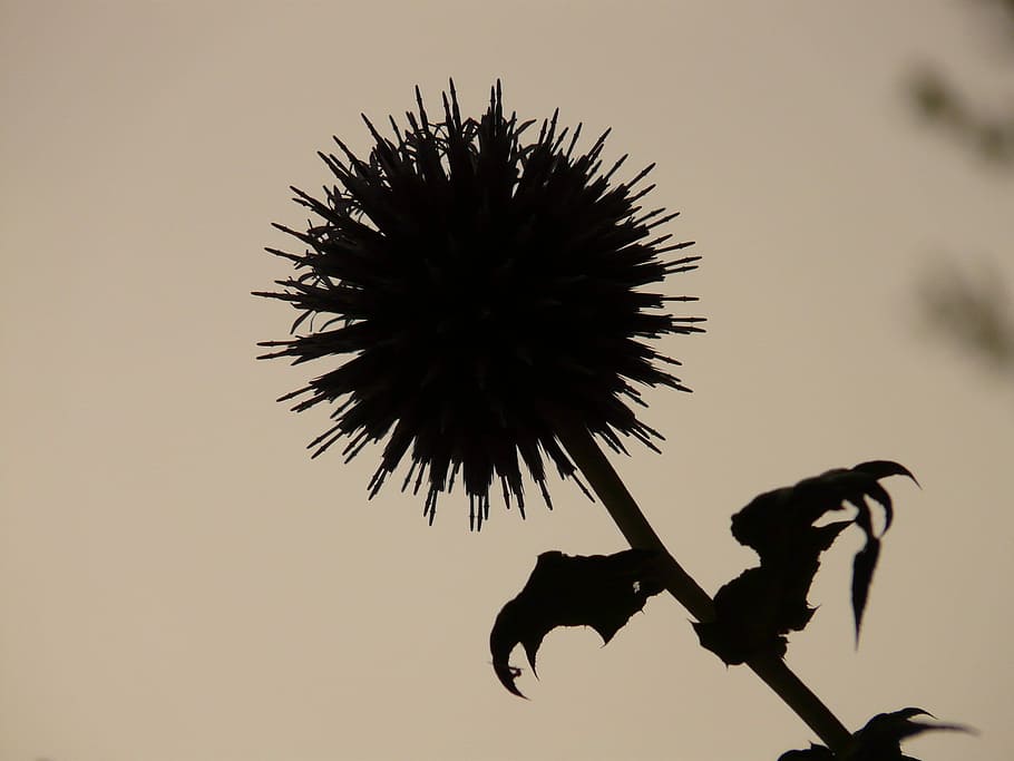 Thistle, Back Light, Plant, Nature, black and white, no people HD wallpaper
