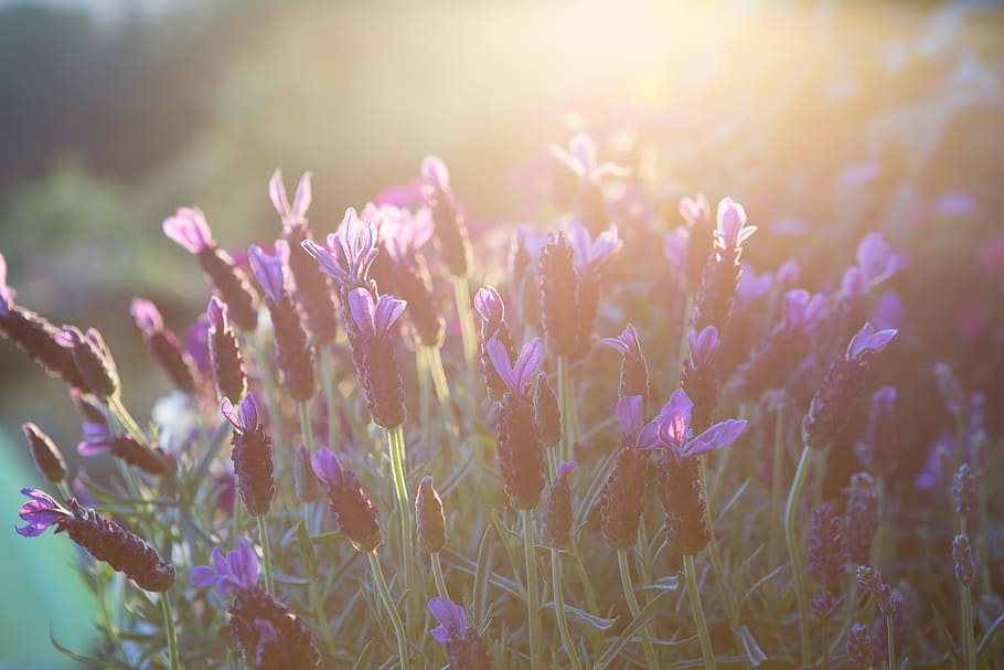 Lavender, Summer, Mood, Evening Light, flowers, nature, sun HD wallpaper