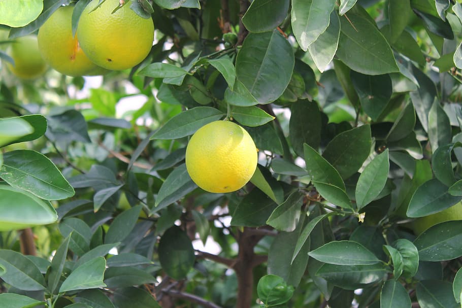 Orange, Foliage, Ripe, fruit, food, nature, tree, agriculture HD wallpaper