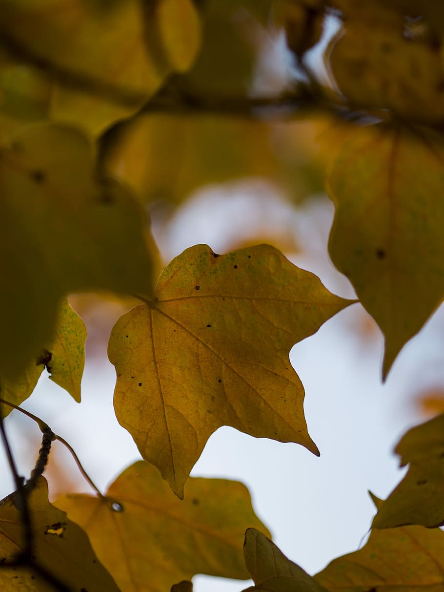 selective focus photography of leaf, brown maple leaf on macro shot HD wallpaper