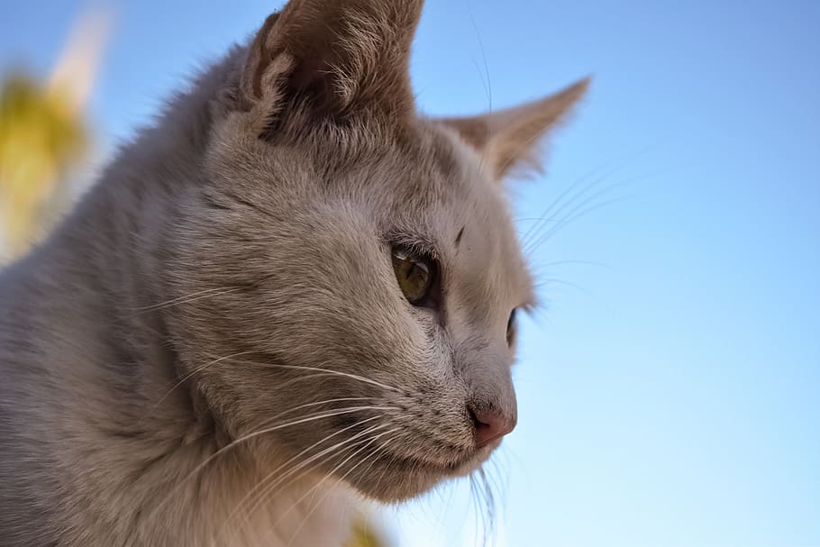 selective focus photography of beige cat, stray, animal, cute HD wallpaper