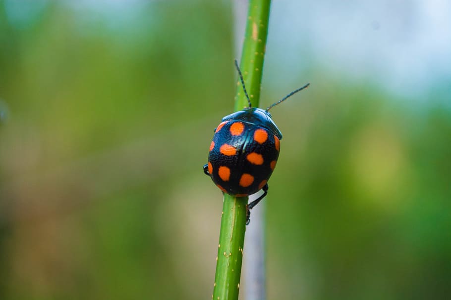 ladybug, black, orange, one animal, animal wildlife, animals in the wild HD wallpaper
