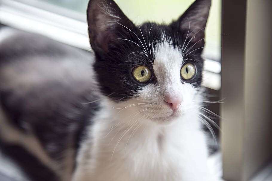 black and white kitten in closeup photography, cat, kitty, cute HD wallpaper