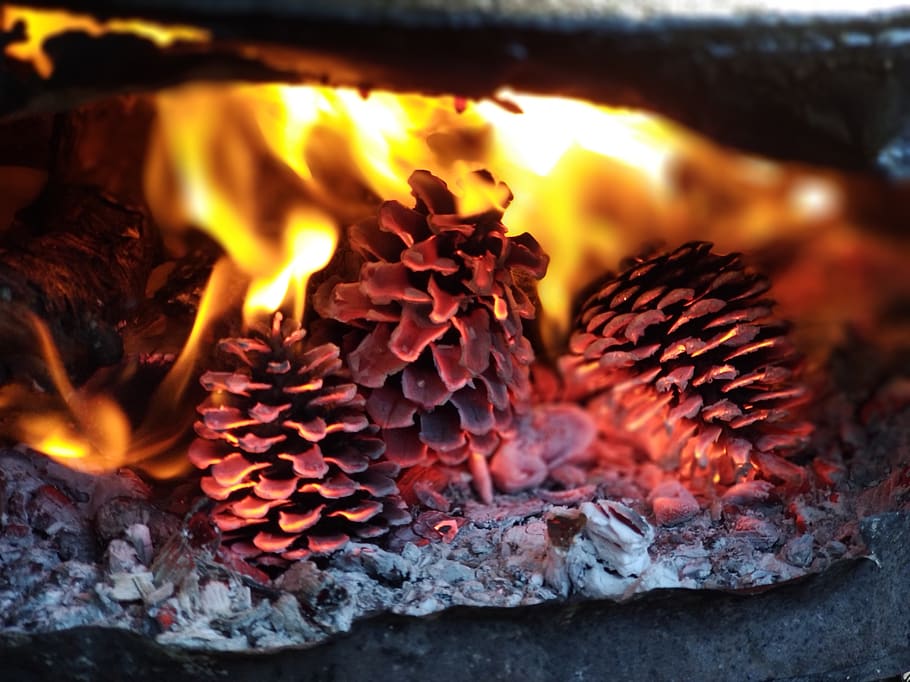 ali, red, color, fire, burning, fire - natural phenomenon, heat - temperature HD wallpaper