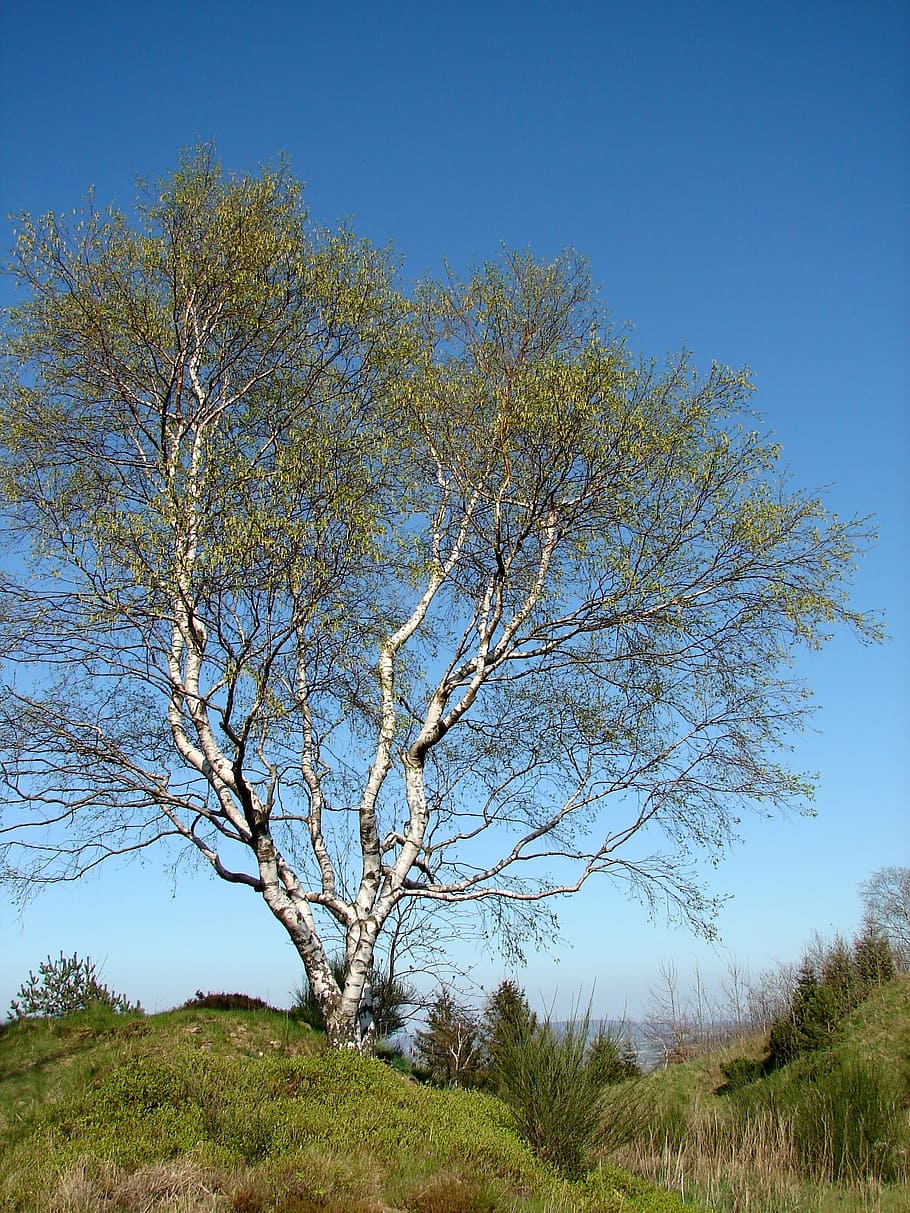 birch, tree, individually, nature, spring, tribe, wood, aesthetic HD wallpaper