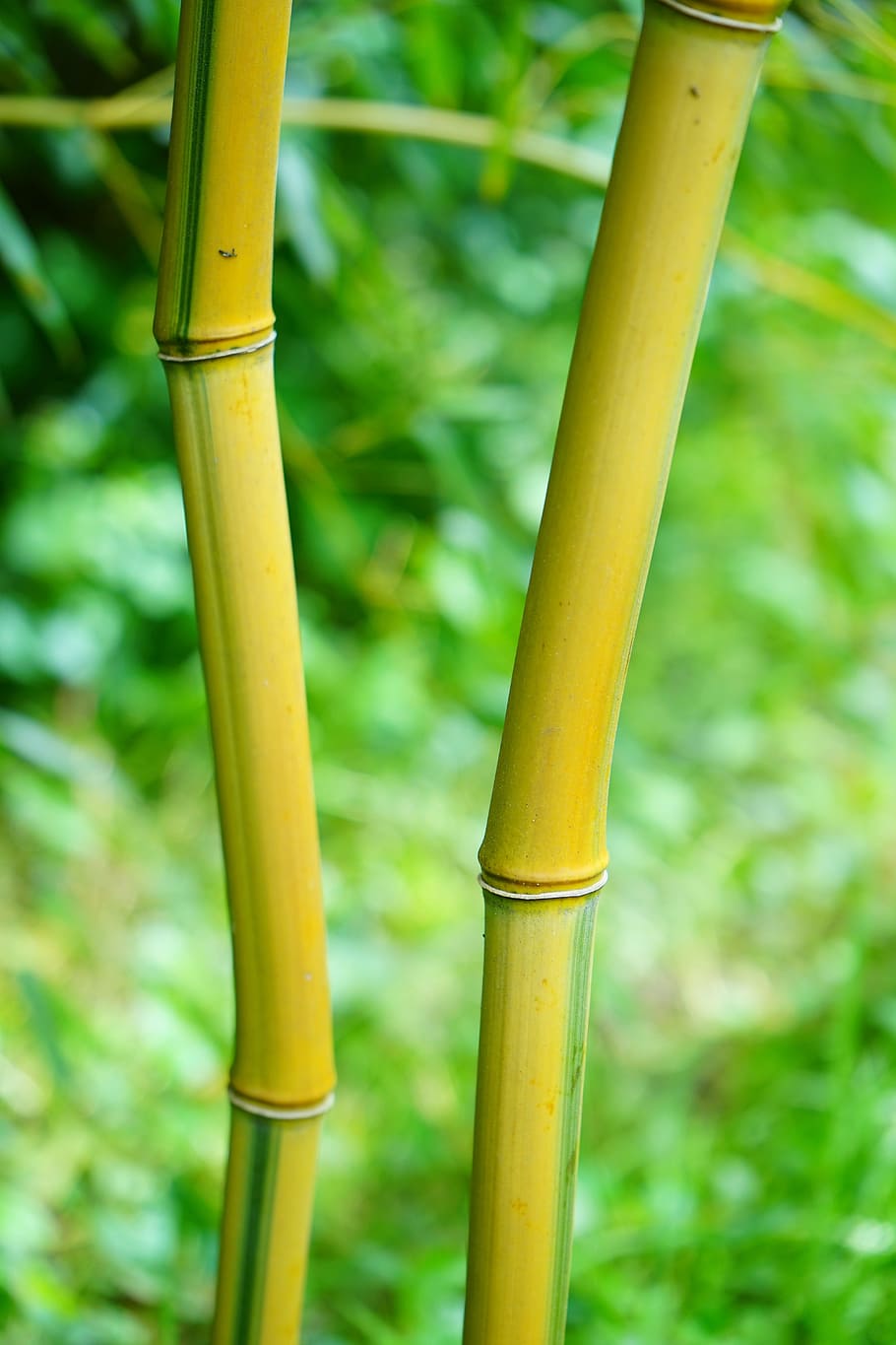 close-up photo of green bamboo trunks, Gold, Tube, Stalk, Green, Yellow, HD wallpaper