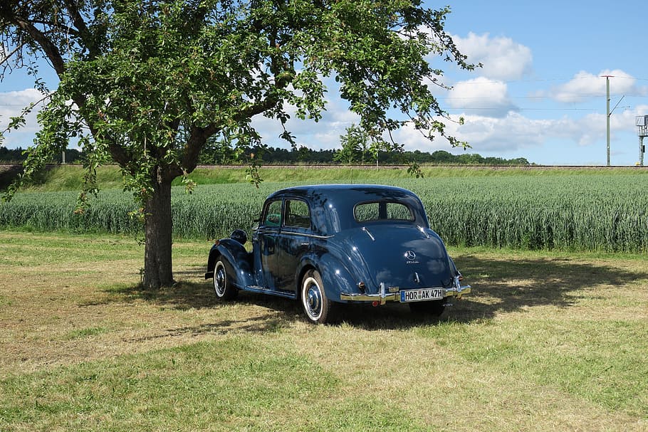 Auto, Oldtimer, Mercedes, tree, rural scene, field, transportation HD wallpaper
