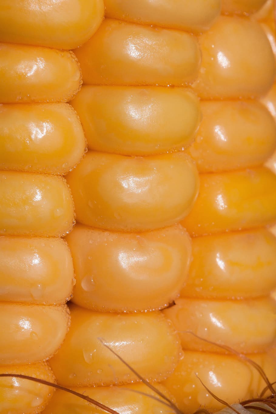 corn kernels, corn on the cob, zea mays, cereals, food, autumn HD wallpaper