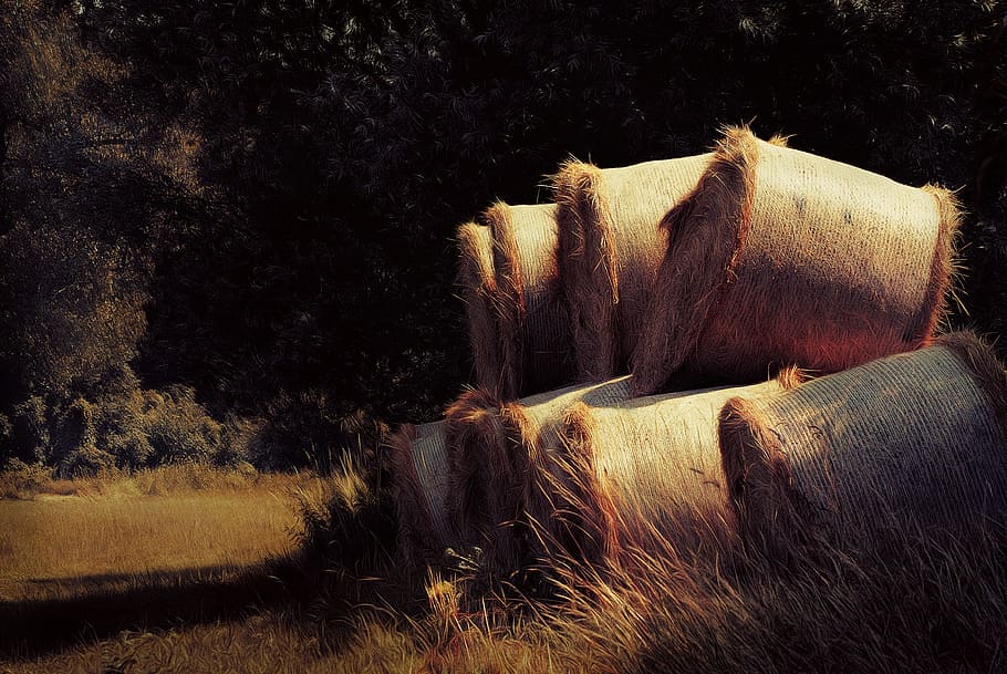 hay bale rolls under atree, haystack, bales, agriculture, straw HD wallpaper