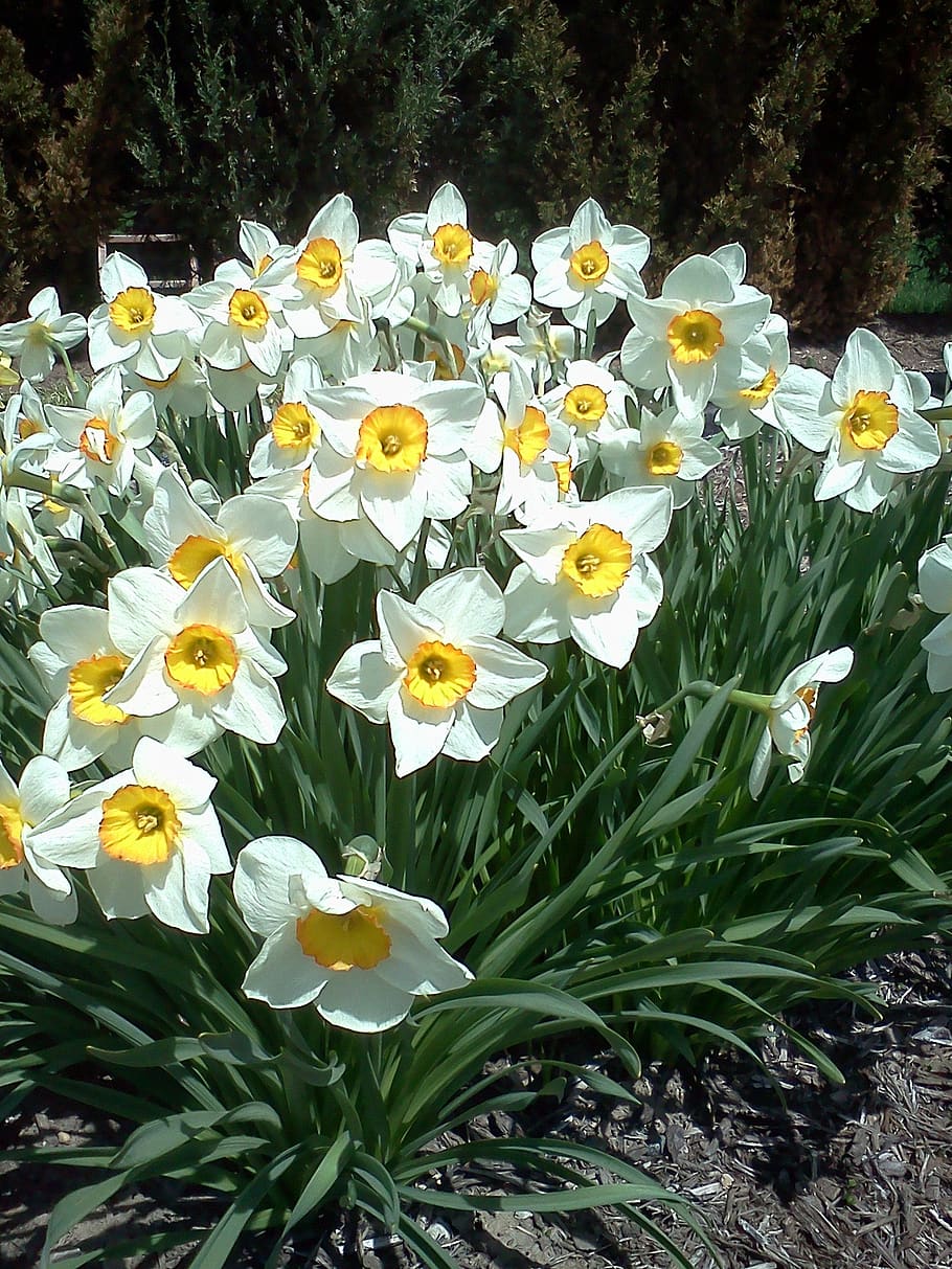 daffodil, spring flower, narcissus, garden, plants, yellow, HD wallpaper