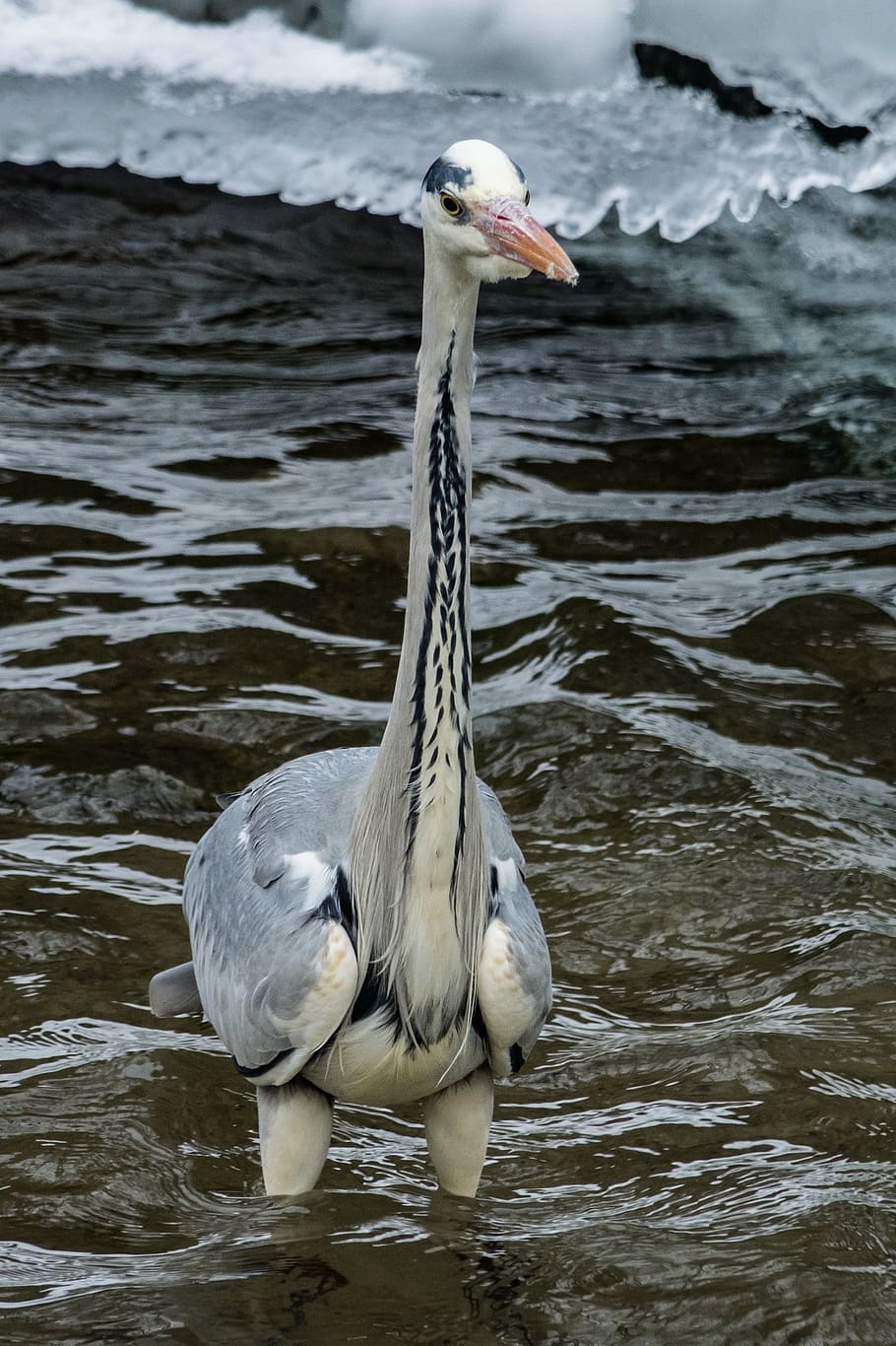 bird, crane, water, waters, animals in the wild, animal themes HD wallpaper
