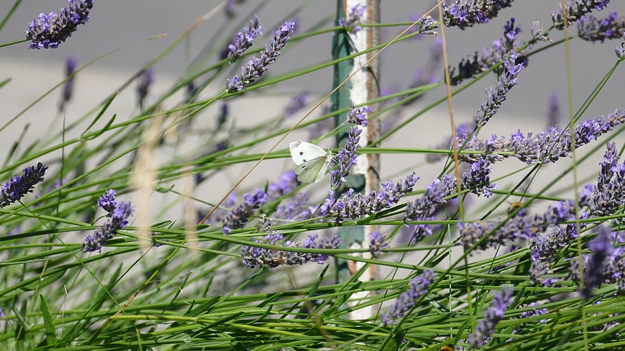 Lavender, Bee, Purple, Garden, Insect, summer, violet, macro, HD wallpaper