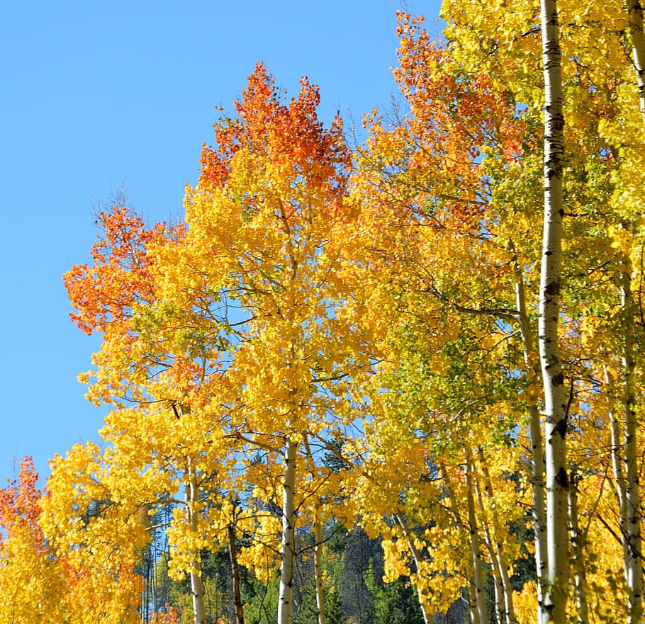 aspen, fall, color, yellow, mountain, orange, nature, colorful HD wallpaper