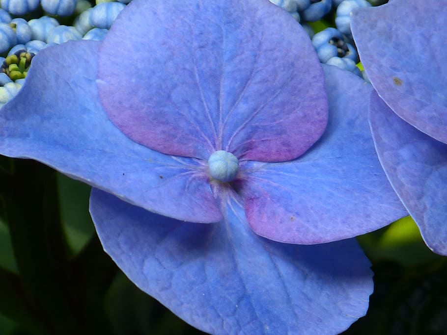 hydrangea, flower, blossom, bloom, blue, greenhouse hydrangea HD wallpaper