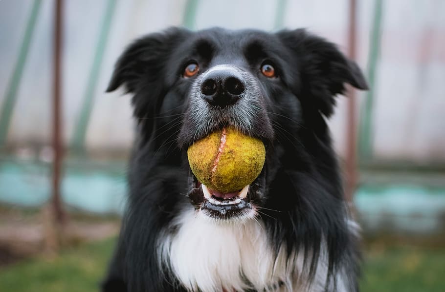 black and white border collie with tennis ball in mouth closeup photography, long-coated black dog swallowing ball, HD wallpaper