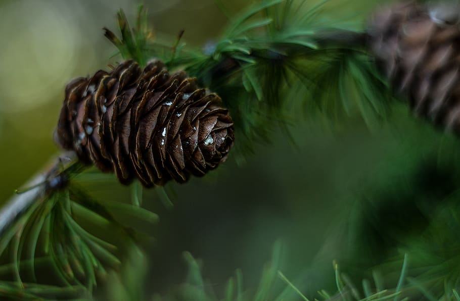 close-up photography of brown pinecone, green, tree, coniferous HD wallpaper