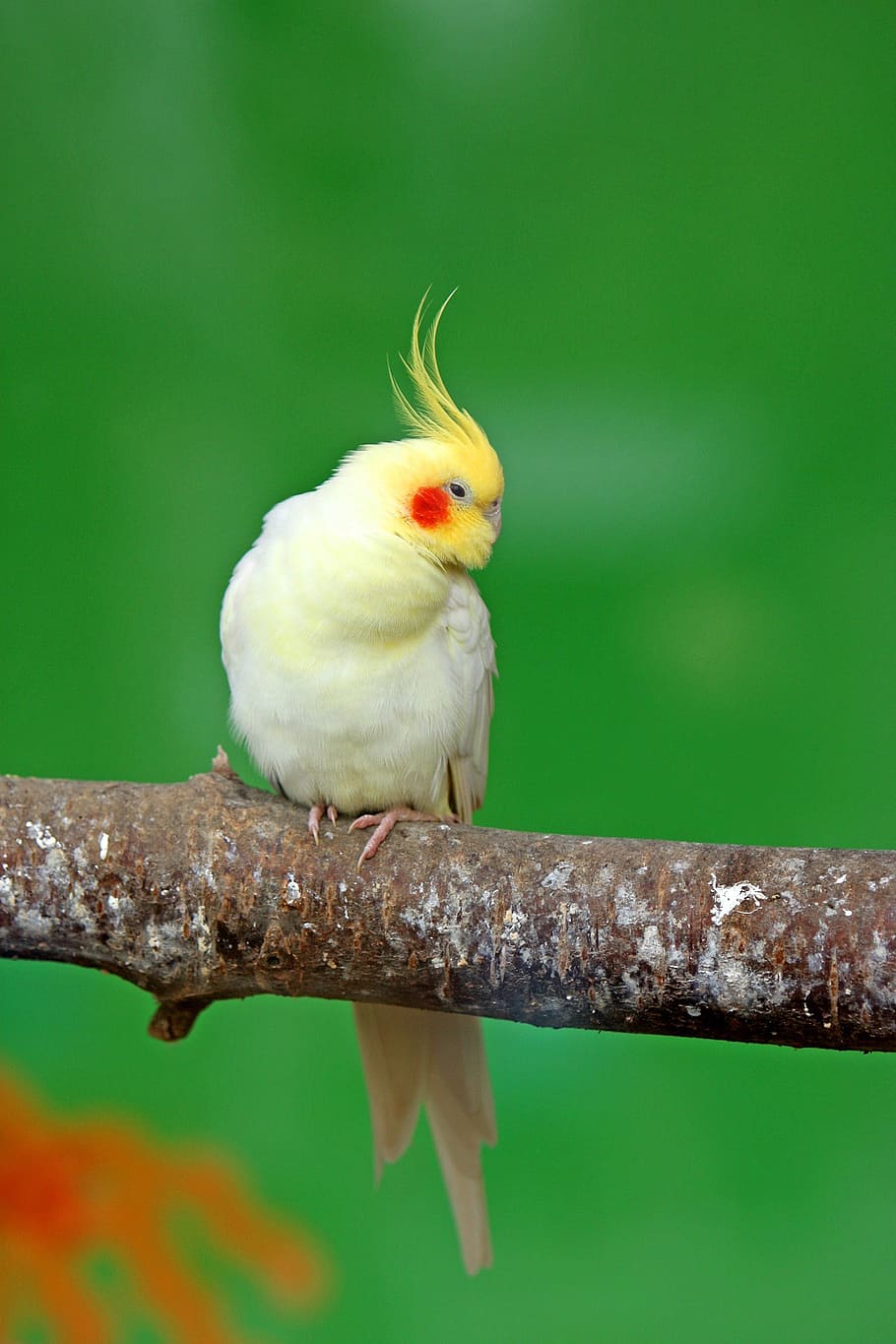 closeup photo of yellow cockatiel, bird, parrot, pretty, cute