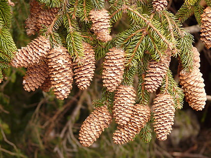 pine cones, tap, tree, conifer, common spruce, picea abies HD wallpaper