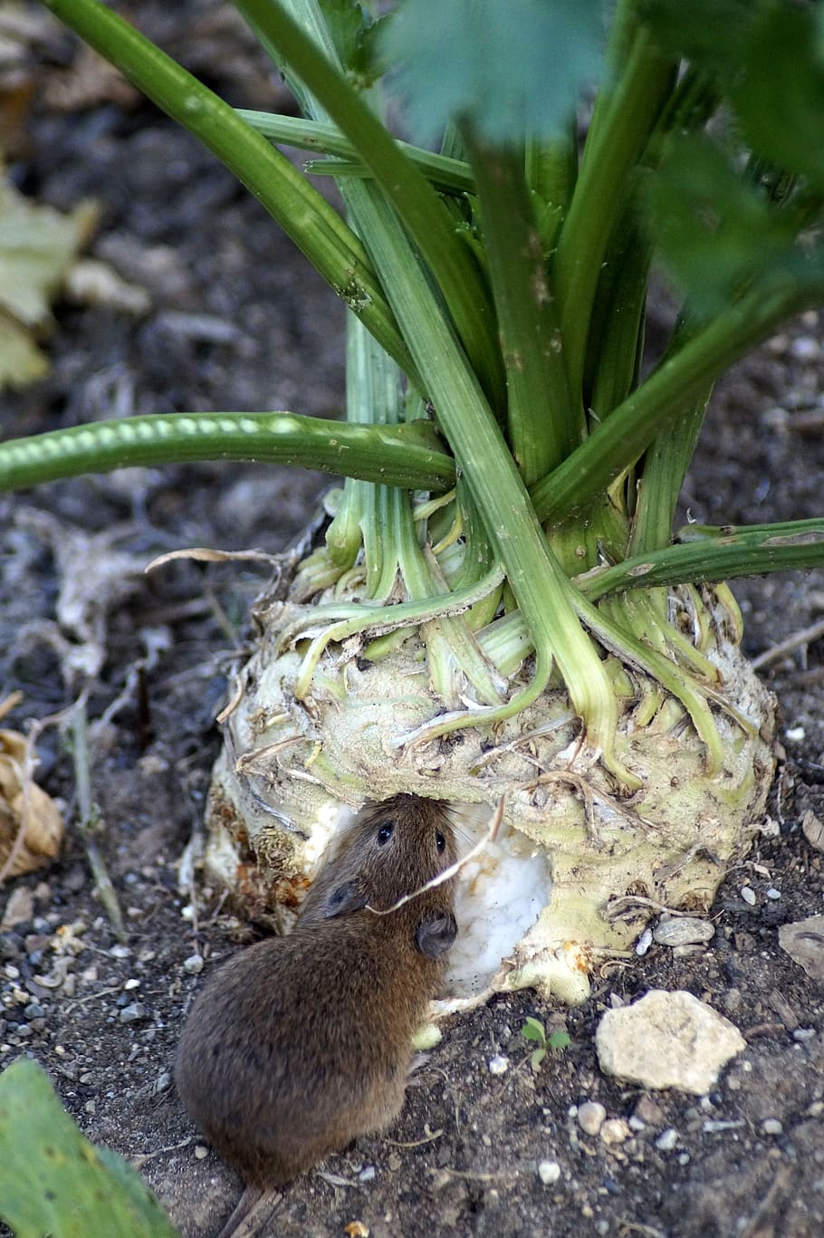 mouse, field mouse, wood mouse, celery, eat, food, rodent, nager, HD wallpaper