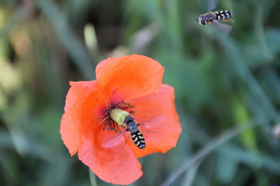 wasps, approach, insect, blossom, bloom, poppy, red poppy, wild flowers HD wallpaper