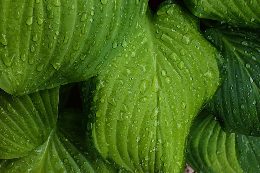 leaf, leaves, dew, raindrops, close-up, green, moisture, water drops HD wallpaper