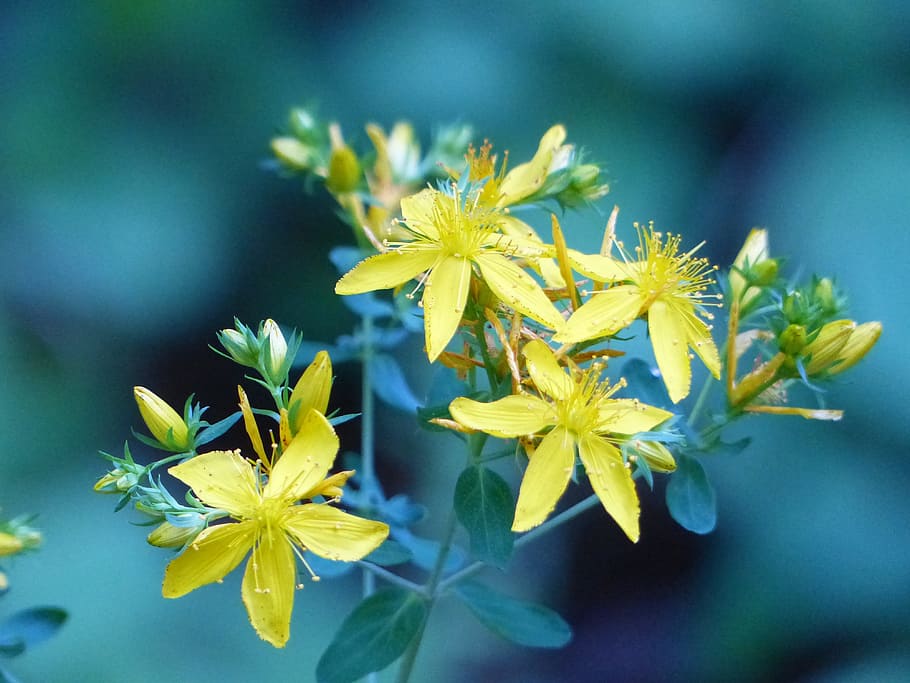 shallow focus photography of yellow flowers, wildflower, meadow HD wallpaper