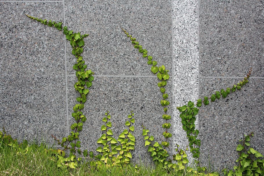 How to Grow Vines on a Concrete Wall 