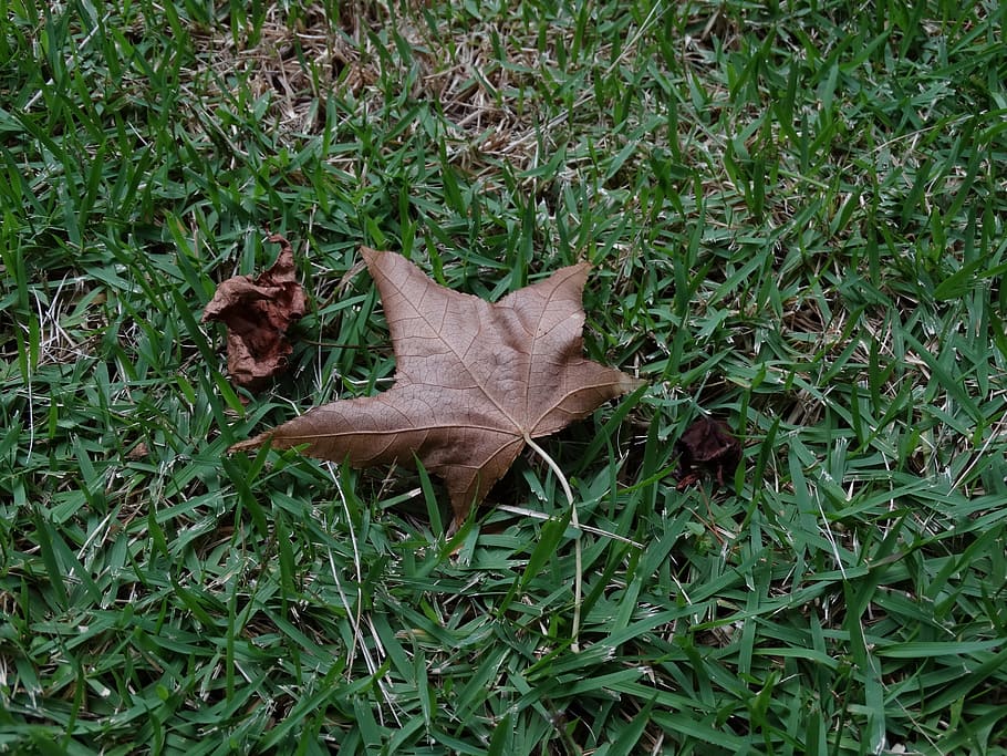 leaf, nature, grass, platano, canada, dry leaf, plant, plant part HD wallpaper