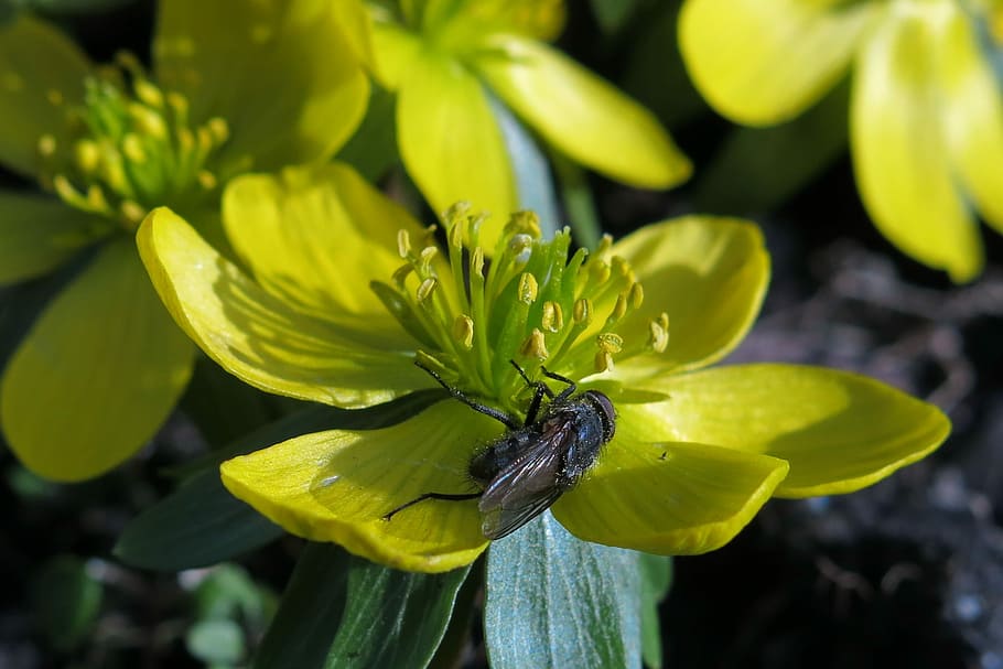 winterling, fly, nature, flower, plant, blossom, bloom, yellow HD wallpaper