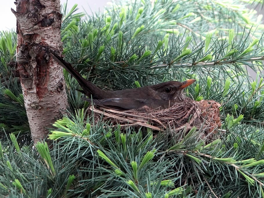 Blackbird, Breed, Bird'S Nest, spring, blackbird nest, hatching, HD wallpaper