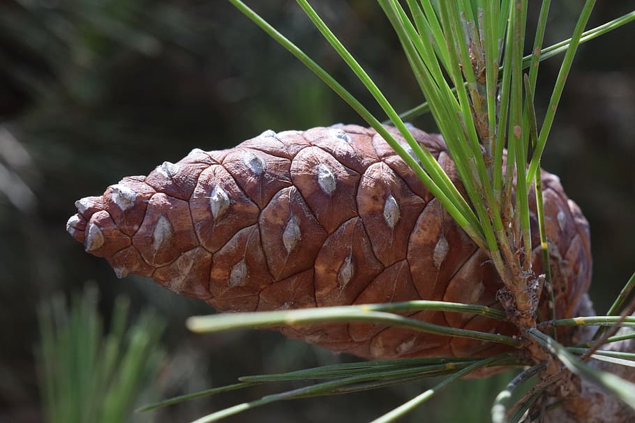 pine, tap, pine cones, nature, closed, mediterranean, pine needles HD wallpaper