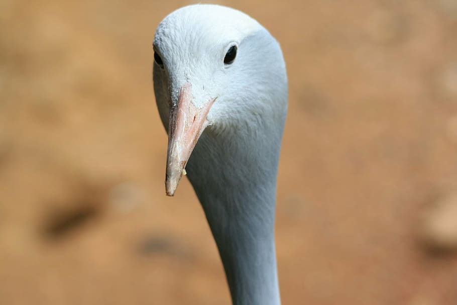 bird, crane, blue, grey, head, face, bill, pink, wildlife, nature HD wallpaper
