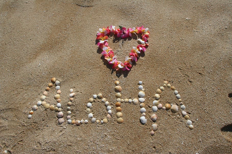 white and beige seashell on seashore, aloha, sand, hawaii, beach, HD wallpaper