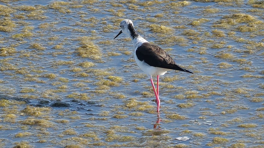 black-winged stilt, sea, animal wildlife, bird, animal themes HD wallpaper
